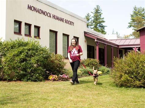 keene animal shelter|monadnock humane society adoptable dogs.